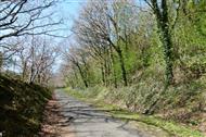 Cyclepath through woodland